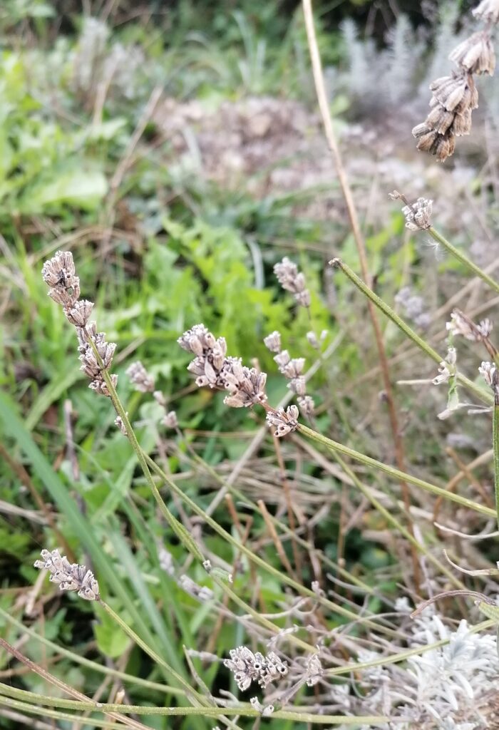 Lavendel