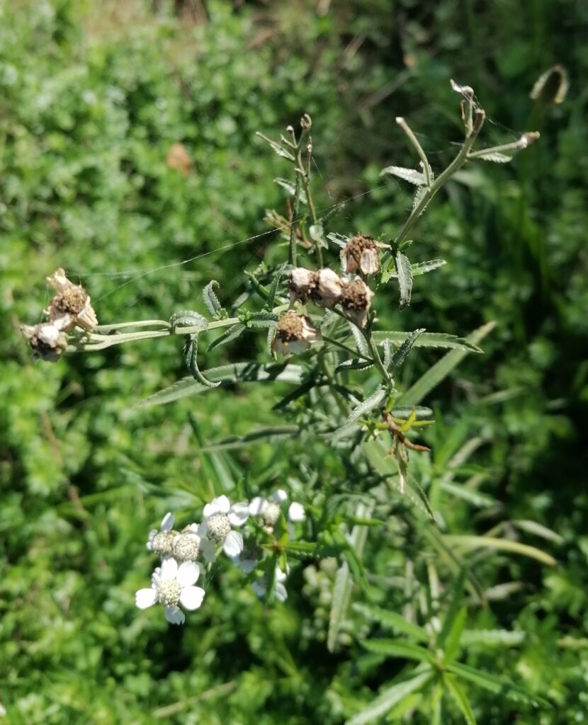 Sumpf Schafgarbe Samen