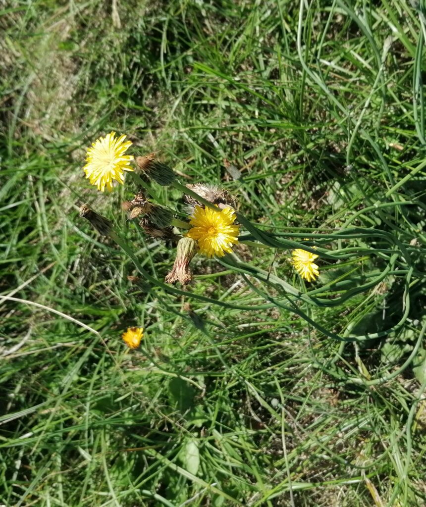 Habichtskraut