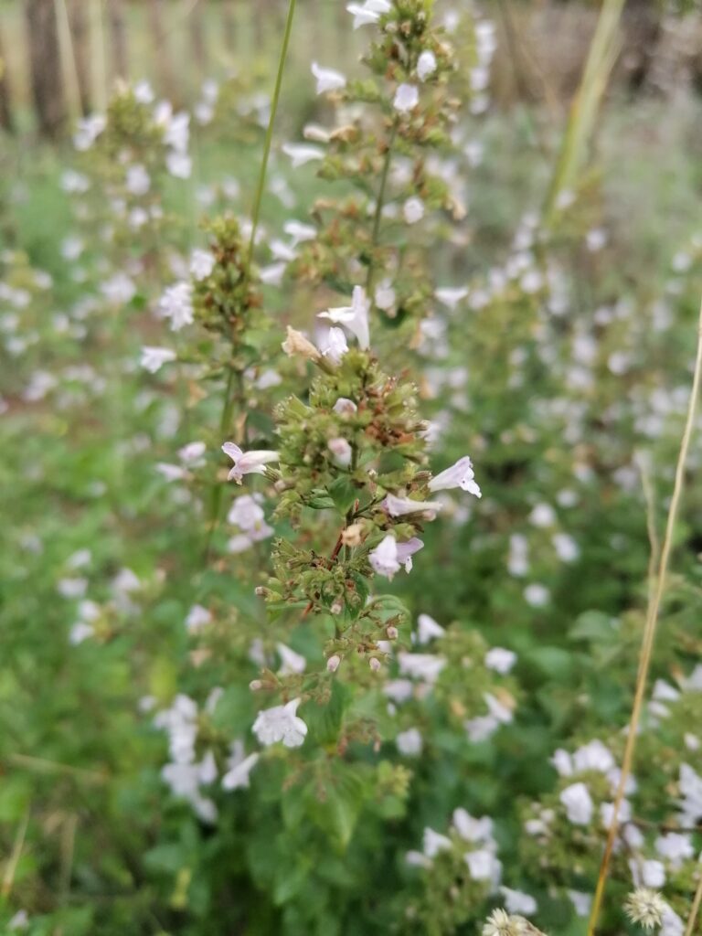 Bergminze