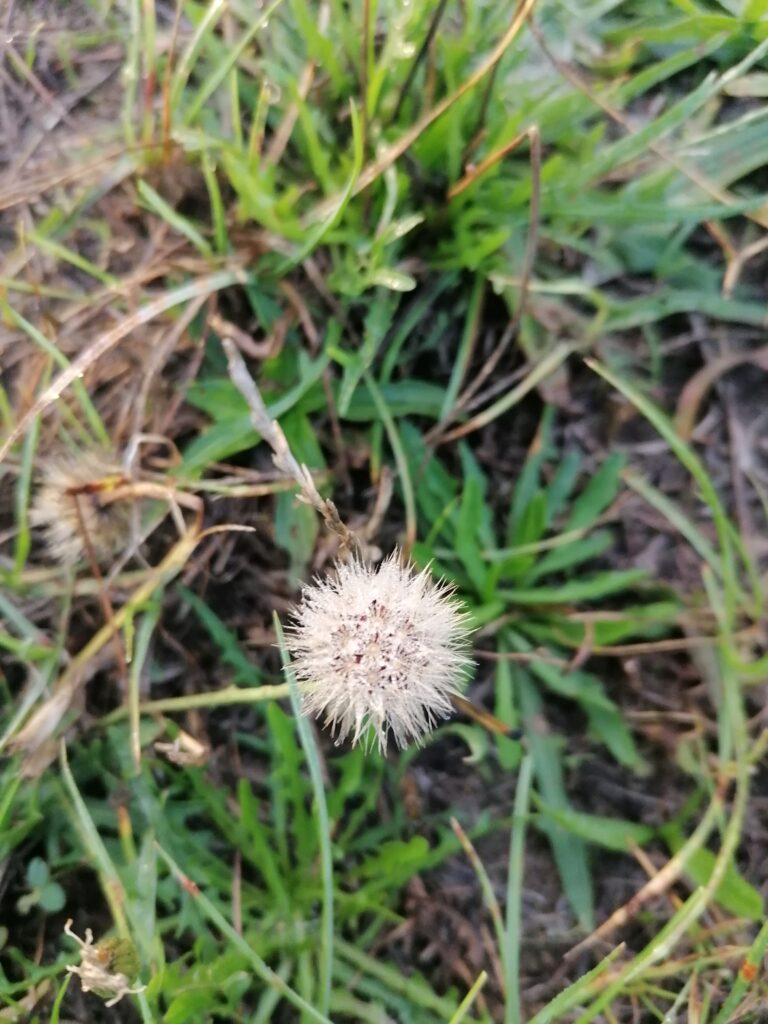 Pippau pusteblume