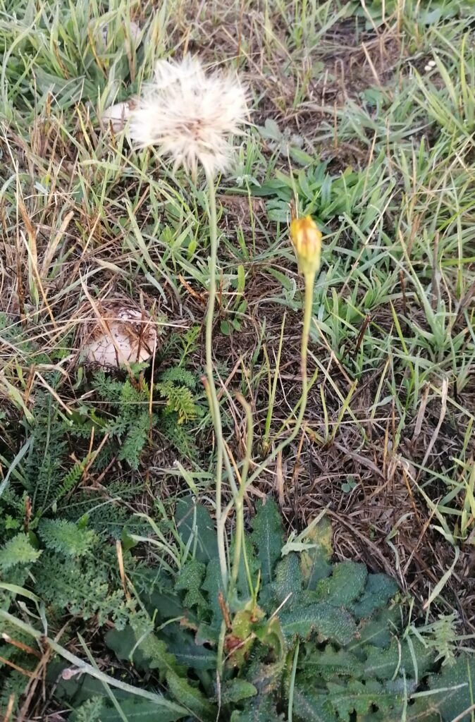herbst löwenzahn