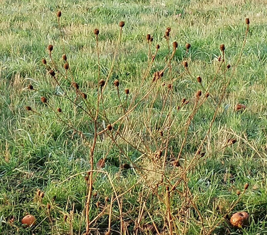 flockenblumen samenkapseln