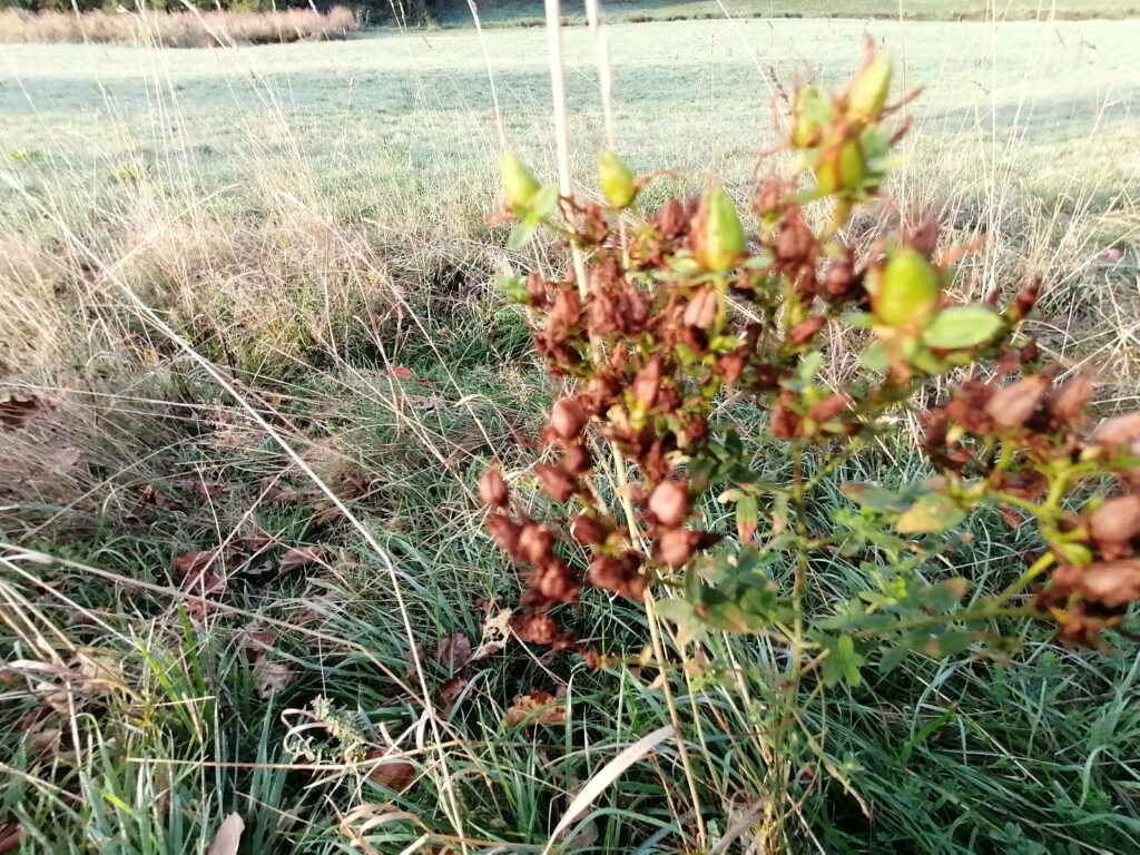 Johanniskraut verblüht