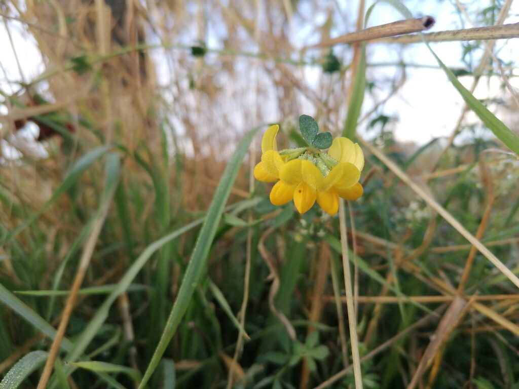 Hornklee Blüte