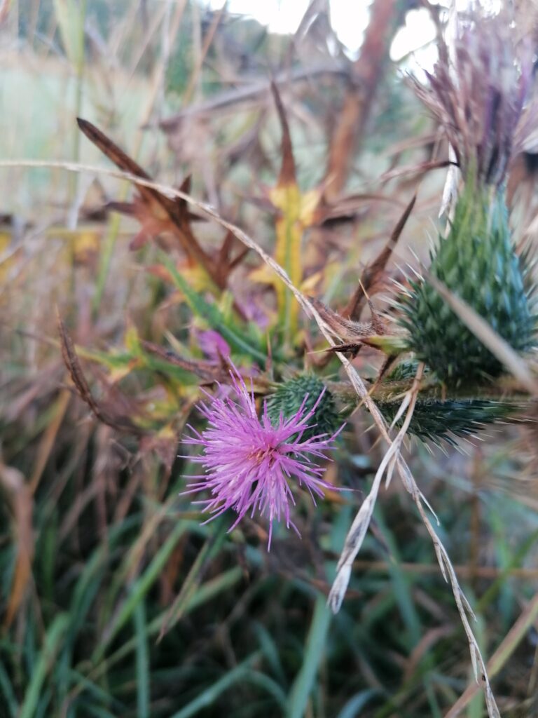 Distel blüte