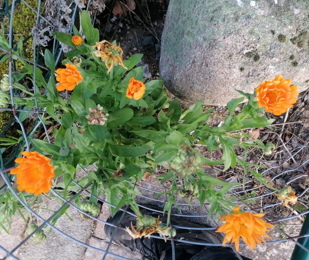 Ringelblume