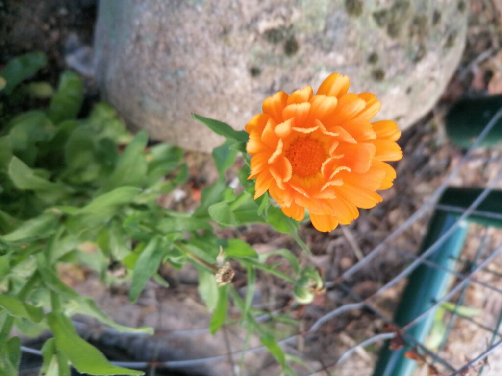 ringelblumne