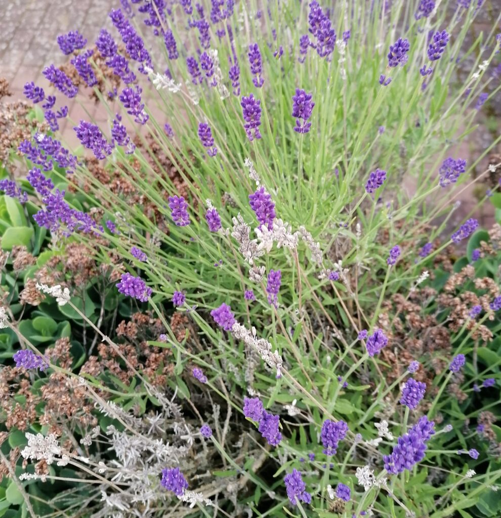 Lavendel