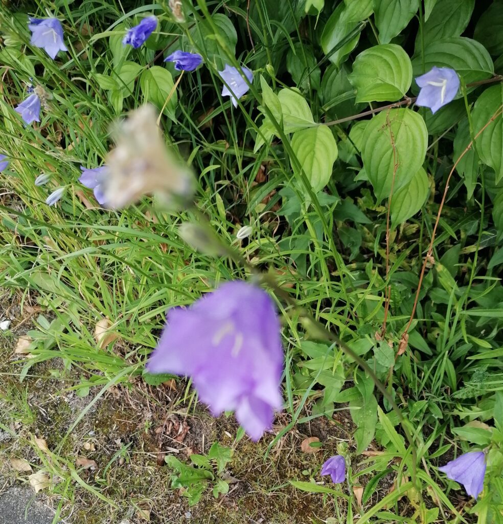 Glockenblumen