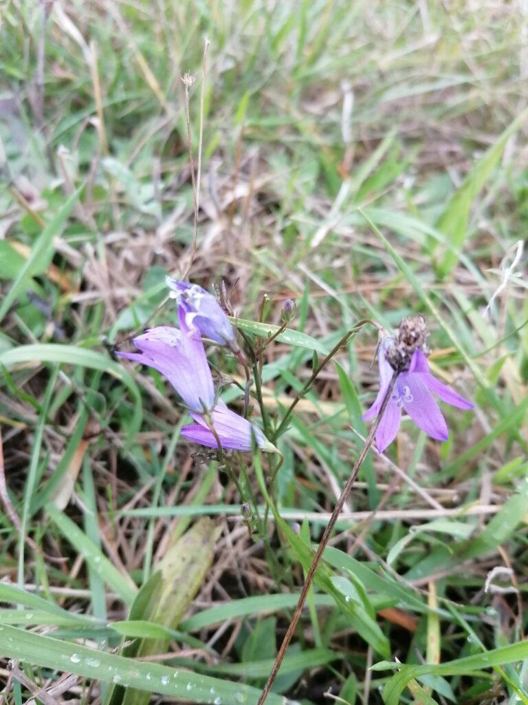 Glockenblumen