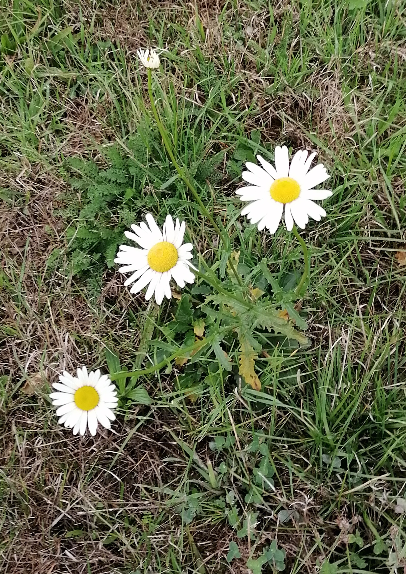 Margeriten