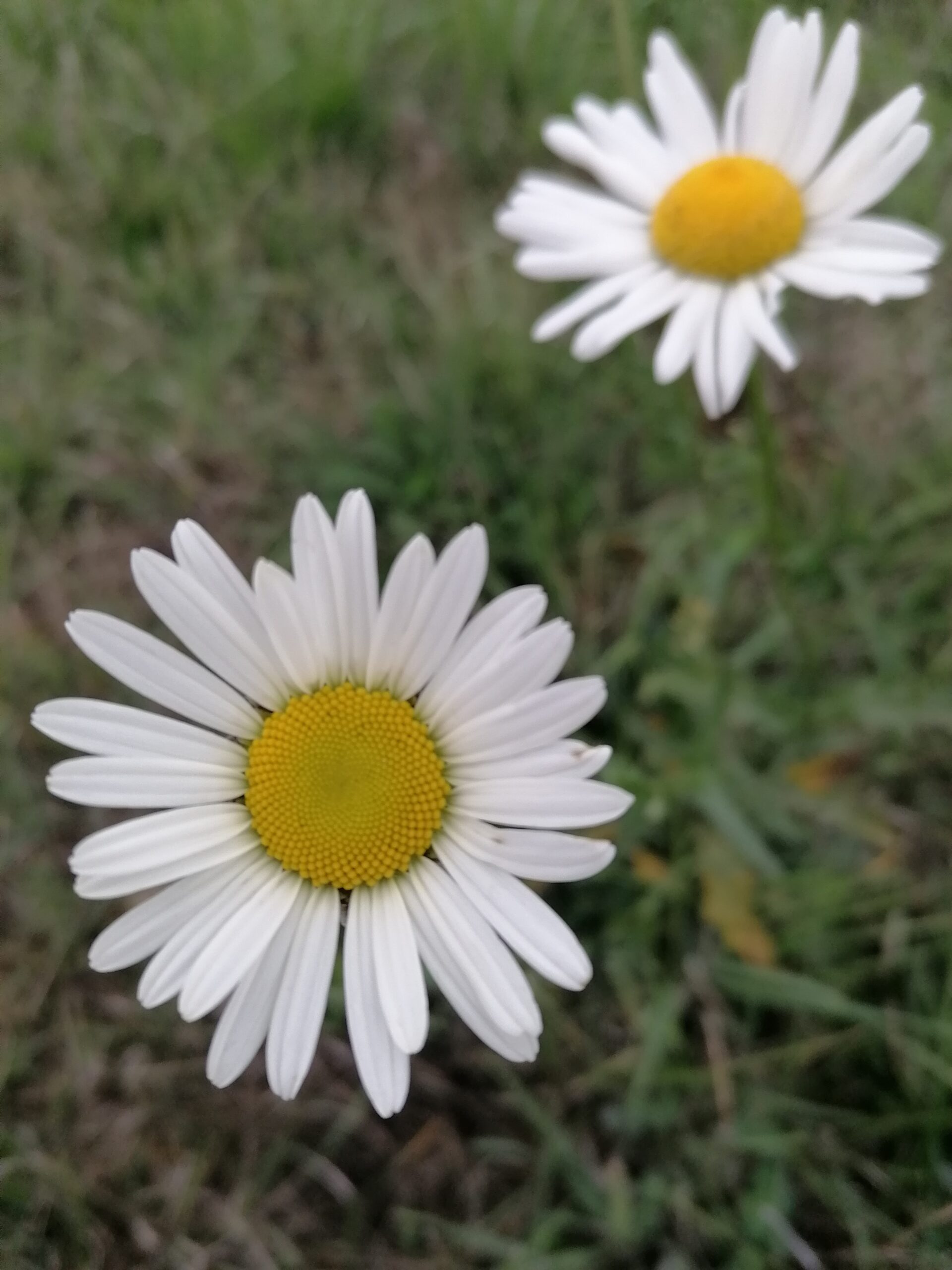Margeriten