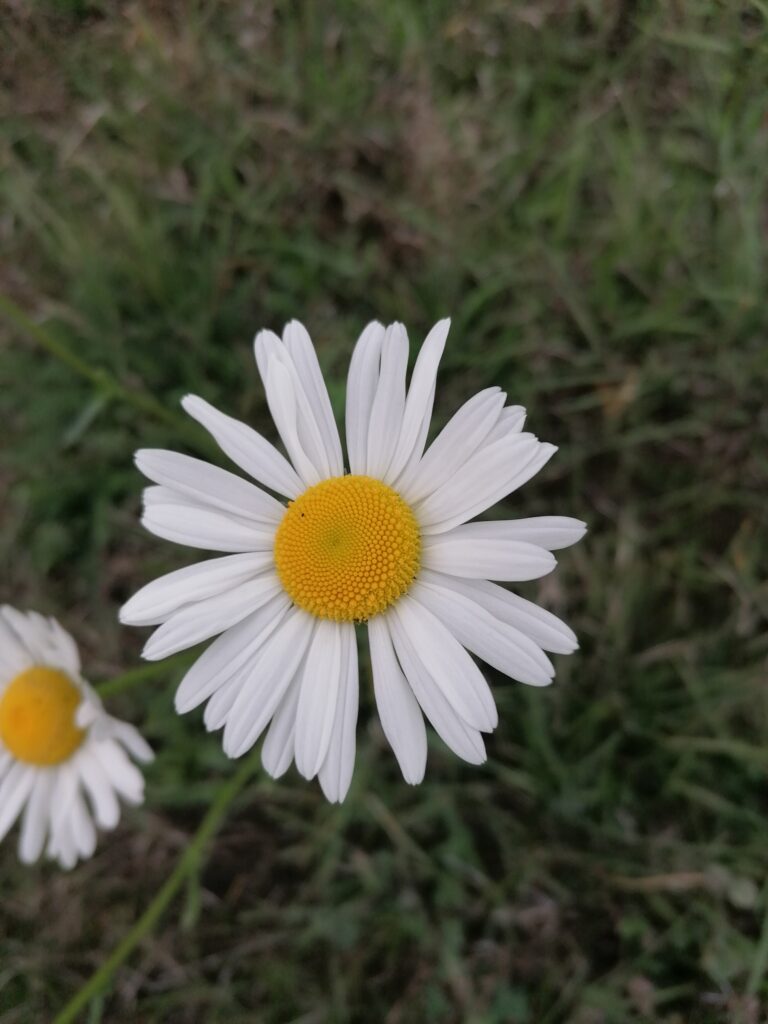 Margeriten