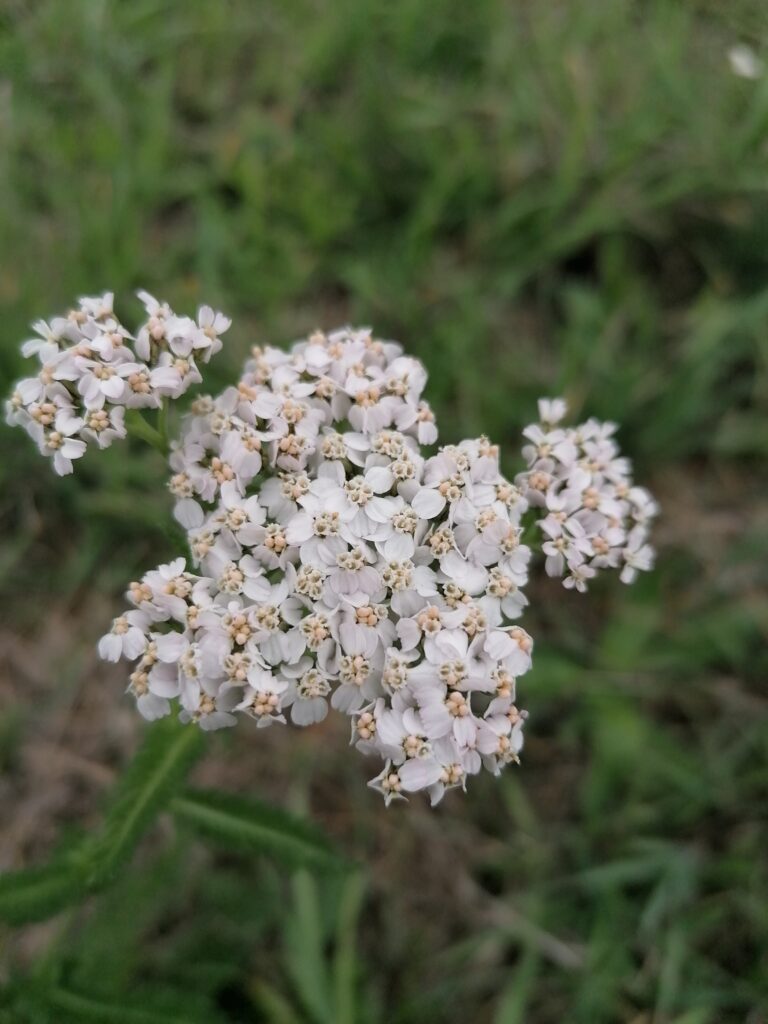 Schafgarbe