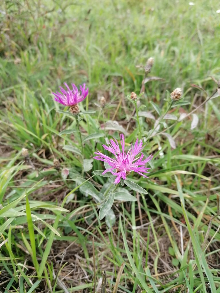 Flocken blume