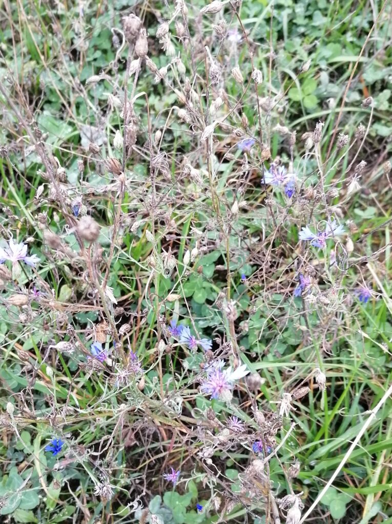 Kornblume