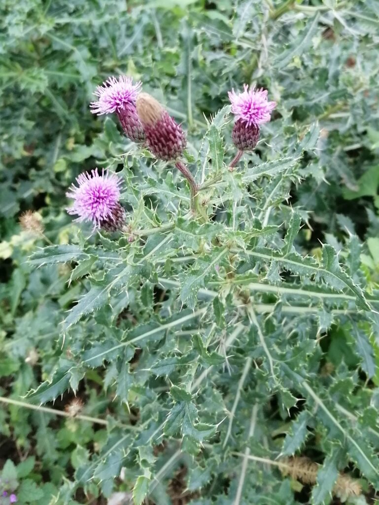 Distel