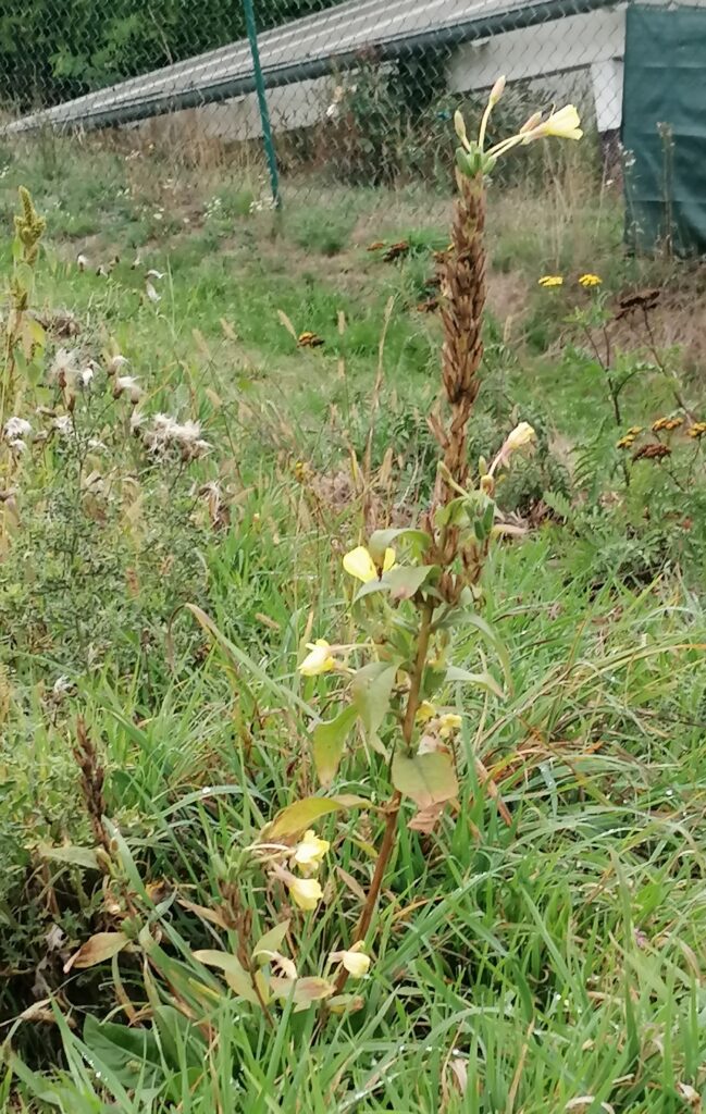 Nachtkerze