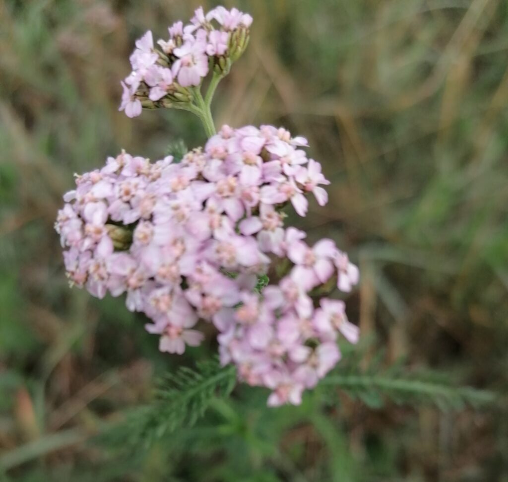 rosa Schafgarbe