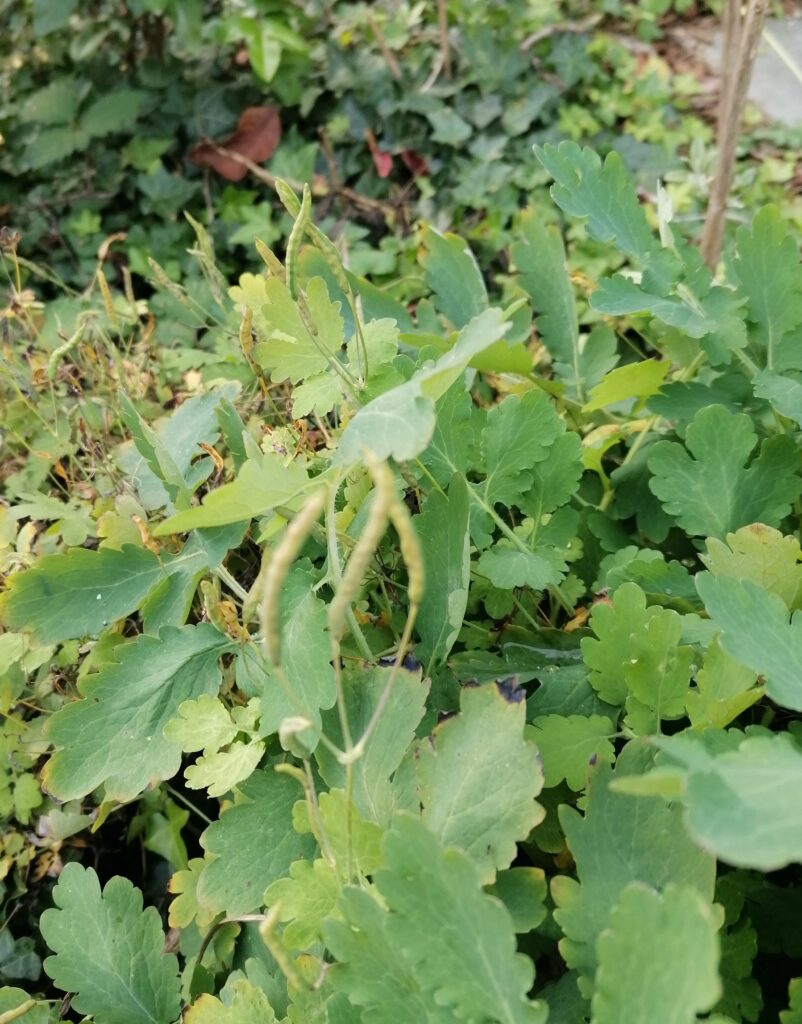 schöllkraut