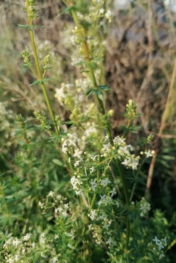 labkraut details