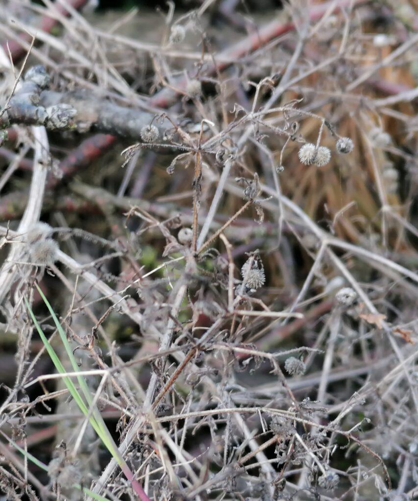 klett labkraut