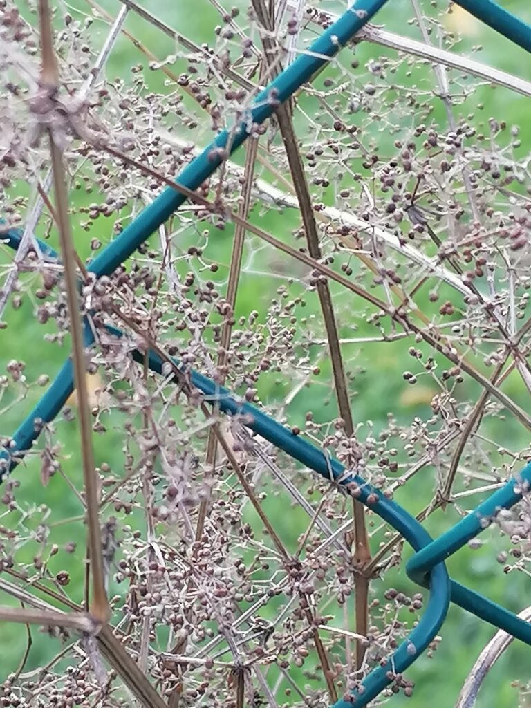 Labkraut Samen