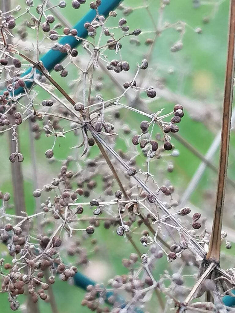 Labkraut Samen