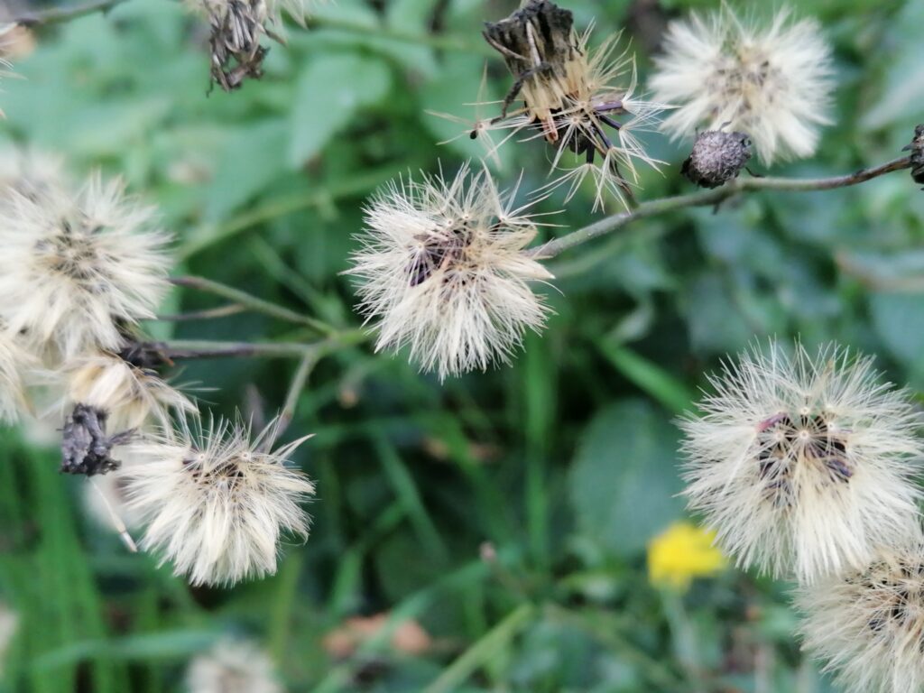 Habichtskraut Samen