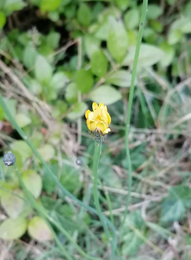 herbst löwenzahn