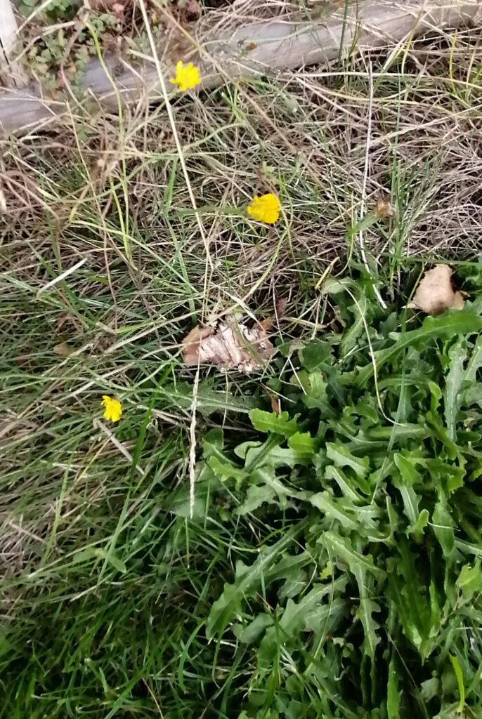Herbst Löwenzahn