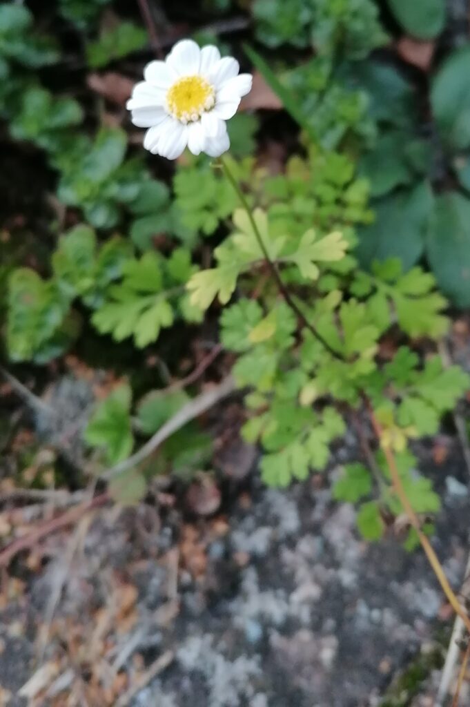 Mutterkraut