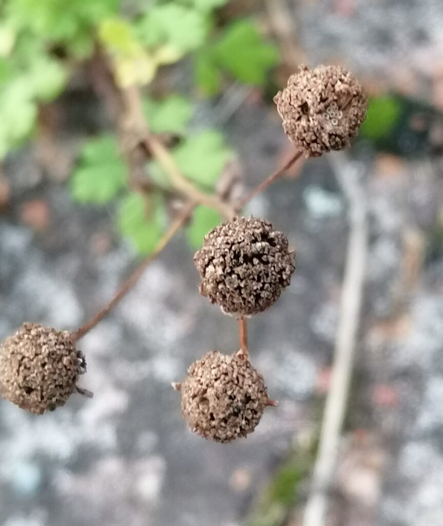 Mutterkraut